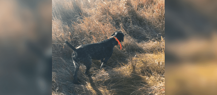 Nebraska hunting dogs